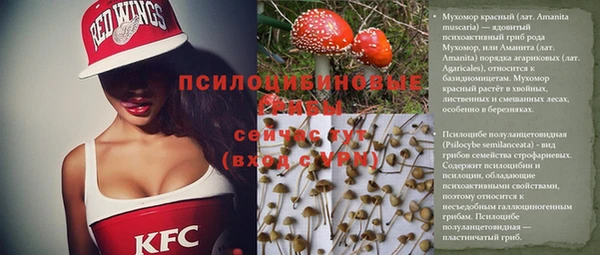 прущие грибы Баксан